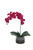 Violet Orchid with Foliage