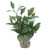 Bayleaf in Small Flared Rounded Glass Vase