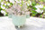 Panda Succulents In Turquoise Planter