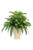Hosta anf Fern in Beige Planter