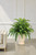 Hosta anf Fern in Beige Planter