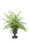 Maiden Hair in Small Urn