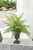 Maiden Hair in Small Urn