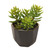 Succulents in Small Benito Pot  (Pack of 2)