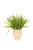Vanilla Grass in Beige Planter
