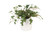 Mini Ivy in Haven White Planter (Set of 3)