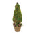 Mossed  Cone Tree in Terracotta Pot with Burlap Ribbon and Pods