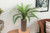 Dracena in Brown Textured Ceramic Vase