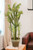 Succulent Tree in Aged Terra Cotta Pot