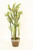Succulent Tree in Aged Terra Cotta Pot