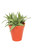 Succulent in Orange Planter