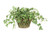 Variegated Ivy in Metal Open Weave Basket