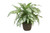Silver Queen Planting in Antique Planter