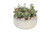 Succulent Garden in White Ribbed Bowl