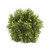 Cedar Pine Ball with Green Berries