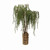 Weeping Pine Tree in Gold Container with Lights