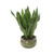 Sanseveria Plants in Green Stoneware