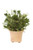 Oasis Green Platys Foliage in Tri Footed Foot Pot