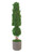 Cone and Ball Topiary with Moss in Black Pot