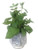 Basil Foliage in Distressed Blue and White Planter