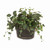 Ivy and Bayleaf in Oval Tole Planter