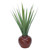 Flax Plant in Stoneware Planter