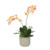 Mini Phalaenopsis Plants in Sm Grey Planter (Set of 2)