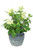 Basil and Safari Pine with Queen Anne Lace in Blue Earthy Pot