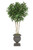 8' Ficus in Rust Selby Urn