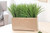 Green Grass in Mocha Planter
