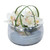 Orchids in Black Ring Glass Bowl