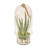 Succulent Garden in Glass Dome