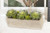 Sword Succulents in Concrete Window Box