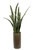 Green Sanseveria Plant in Tall Cylinder Vase