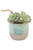 Rosette Succulents in Turquoise/Grey planter