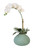 White Phalaenopsis Orchid in Turq Vase