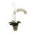Cream White Phalaenopsis Orchid With Whip Grass In Glass Flower Pot Vase