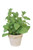 Basil Foliage in Organic Planter