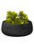 Succulents Garden in Round Grey Bowl
