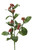 Wisley Pearl Spray X 2  Dark Green Rose (Set of 12)