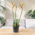 Faux Bird of Paradise in Black Two Tone Planter