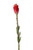 35" BANANA BUD BLOOM-Set of 6