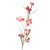 MYOSOTIS-Set of 12