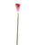 LG ARUM LILY - WINE-Set of 6