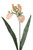 ORIENTAL HYDRID LILY W/B-Set of 12
