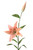 LARGE IRIS, SONIA/CELEDO-Set of 6