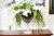 Waterlook® White Phalaenopsis Orchids and Green Garden Flowers in Glass Urn