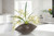 Green Orchid with Foliage and Succulents in Oval Planter