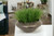 Grass in Round Metal Planter