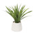 Grass in White Planter